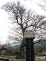 천성동 유적비와 푸조나무 썸네일 이미지