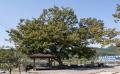 소사동 느티나무 썸네일 이미지