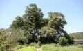 두척동 느티나무 전경 썸네일 이미지