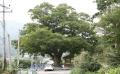 감천리 느티나무 전경 썸네일 이미지