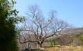 대장동 느티나무2 전경 썸네일 이미지