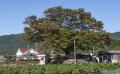 웅동 느티나무 전경 썸네일 이미지