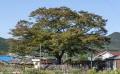 웅동 느티나무 전경 썸네일 이미지