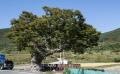 북부동 느티나무 전경 썸네일 이미지