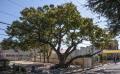 성내동 느티나무1 전경 썸네일 이미지