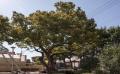 성내동 느티나무1 전경 썸네일 이미지
