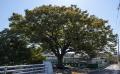 남문동 느티나무 전경 썸네일 이미지