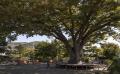 남문동 느티나무 근경 썸네일 이미지