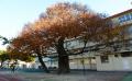 성내동 느티나무2 썸네일 이미지
