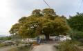 양촌리 느티나무 근경 썸네일 이미지