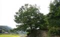 오서리 느티나무2 전경 썸네일 이미지