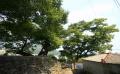 이목리 느티나무 근경 썸네일 이미지