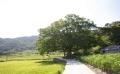 마전리 느티나무 전경 썸네일 이미지