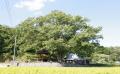 마전리 느티나무 근경 썸네일 이미지