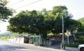 난포리 팽나무 전경 썸네일 이미지