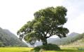 동전리 느티나무 전경 썸네일 이미지