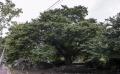 월영동 푸조나무 전경 썸네일 이미지