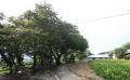 대티리 기목나무 전경 썸네일 이미지