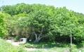 용담리 느티나무 썸네일 이미지