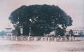 1920년대 중원 로터리 팽나무 썸네일 이미지