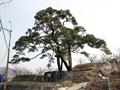 외산리 소나무 썸네일 이미지