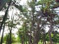올림픽공원 소나무 숲 썸네일 이미지