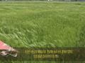 대산 평야 썸네일 이미지